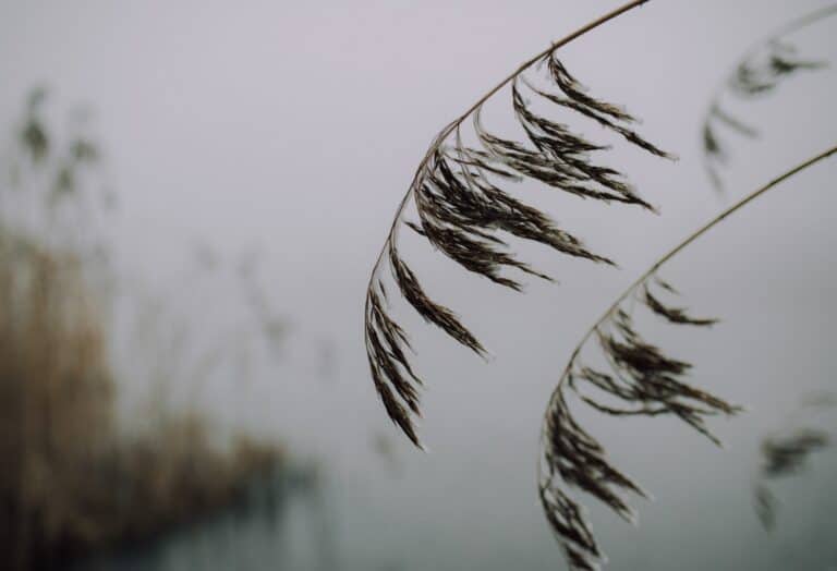 Want ik leef – Ellen Schouten